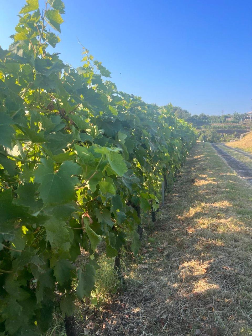 Le Case Del Merlo Turismo Rurale 米罗 外观 照片